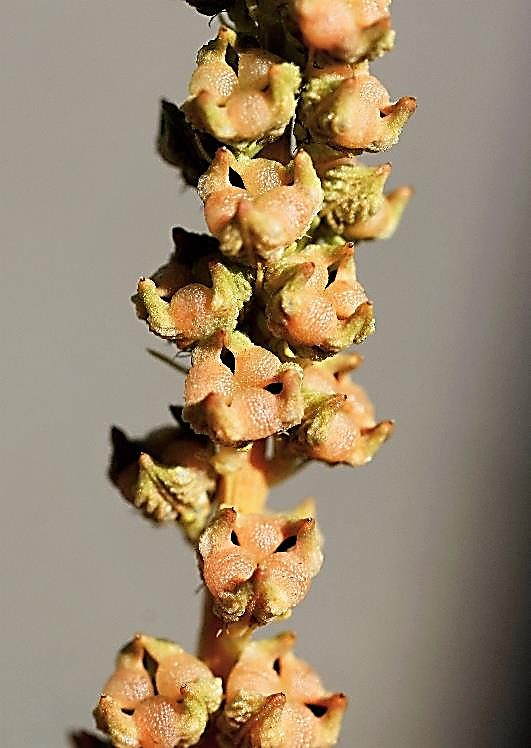 Fruits : capsules, dressées, à 3 loges globuleuses et 3 dents.