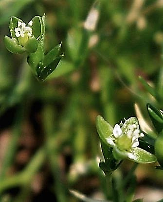 Fleur à 4 pétales inférieurs à la moitié des sépales.