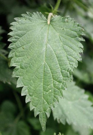 Feuille triangulaire-lancéolée, grossièrement dentée, la dent sommitale dépassant les dents latérales.