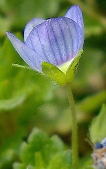 Inflorescence: fleur solitaire axillaire, sur un pédoncule allongé.