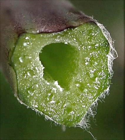 Pétiole des feuilles creux.