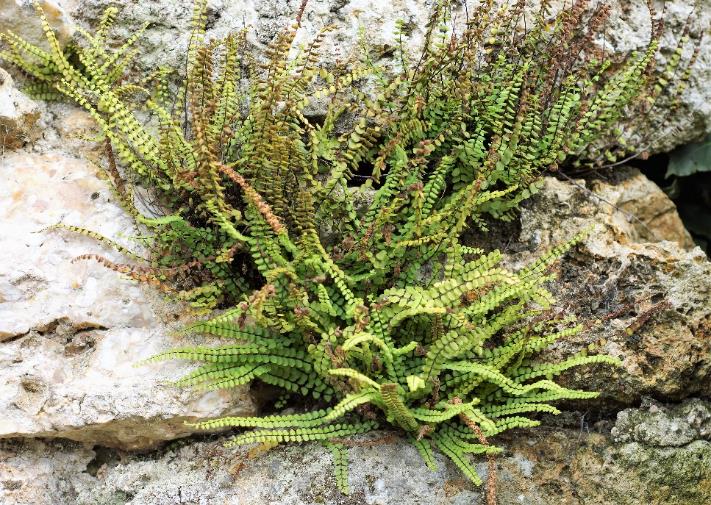 Capillaire des murailles