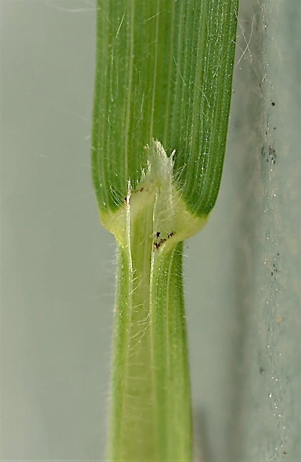 Ligule membraneuse, assez longue (2 - 5 mm), velue.