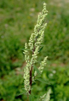 Inflorescence: panicule de glomérules, sans bractées.