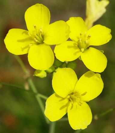 Fleurs grandes (Ø 8 - 12 mm), à pétales jaune soufre.