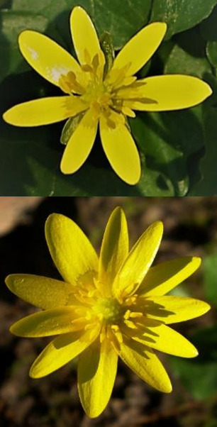 Fleur solitaire, jaune, à nombre de pétales variable (7 - 11).