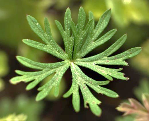 Feuille palmée.