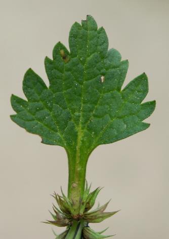 Bractée à pétiole, irrégulièrement incisée, à 3 - 5 lobes.