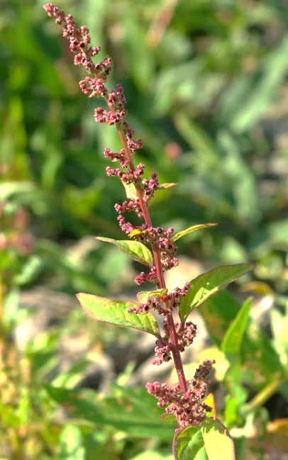 Inflorescence : glomérules en panicule étroite.