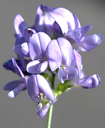 Fleurs violettes à mauve pâle.