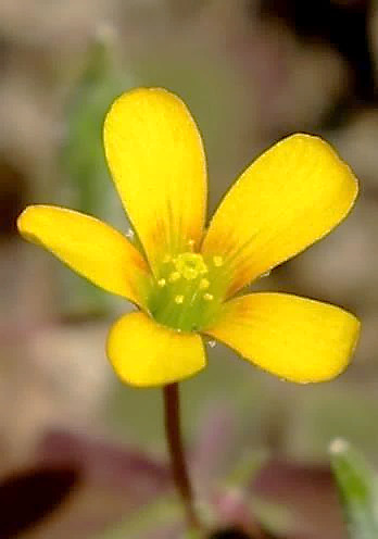 Fleur à 5 pétales jaunes, presque libres, longs de 4 - 8 mm.