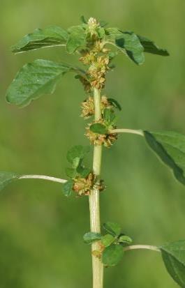 Panicule terminale associée à de nombreux glomérules axillaires. Fleurs très petites, à 3 tépales verdâtres.