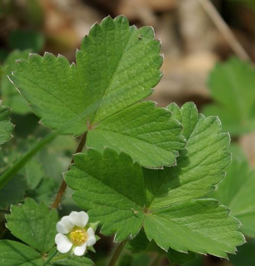 Feuille à 3 folioles ovales-orbiculaires, dont la dent sommitale est en creux par rapport aux deux dents adjacentes (alors qu'elle les dépasse chez le Fraisier des bois).