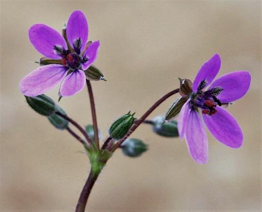 Inflorescence : ombelle de 2 - 8 fleurs.