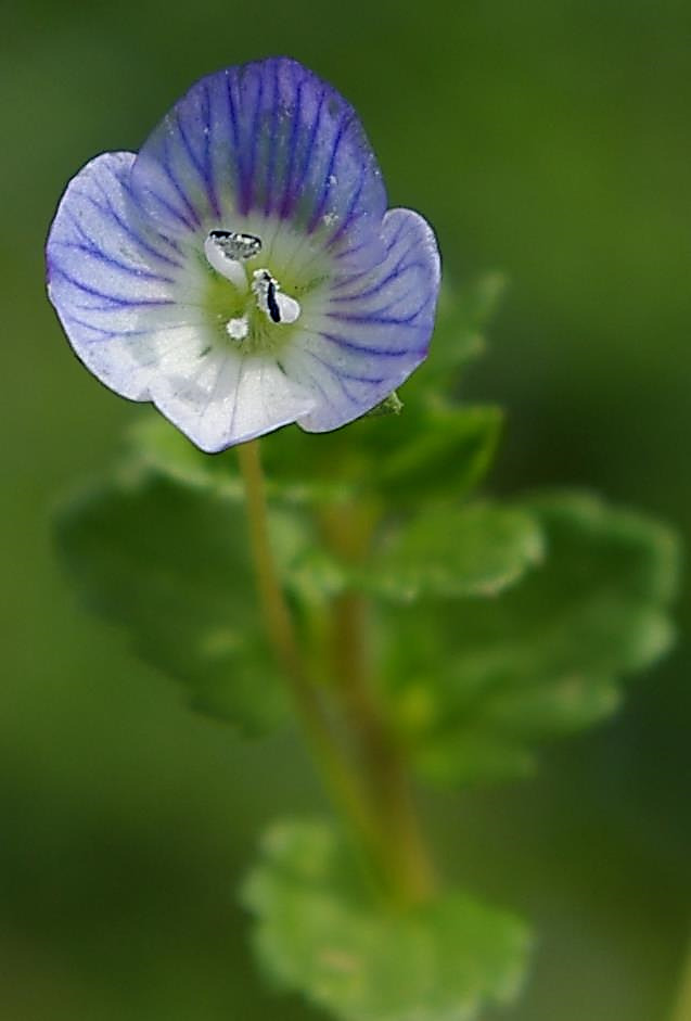 Fleur bleu clair à veines foncées, l'inférieur plus pâle. Pétales arrondis, longs de 3 - 5 mm.