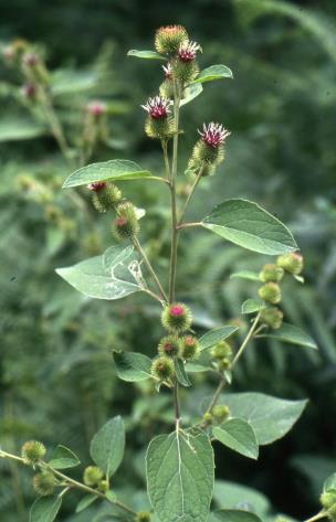 Inflorescence : grappe de capitules assez petits (2 - 2,5 cm) et terminaux.