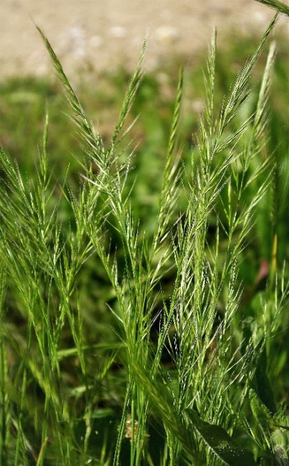 Inflorescence : panicule en forme d'épi, très allongée (10 - 20 cm), étroite, souvent penchée.