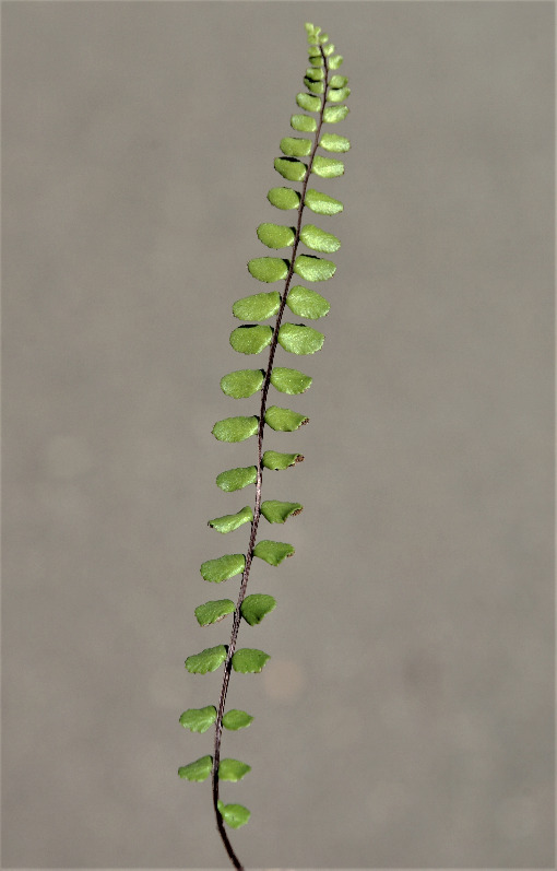 Fronde à folioles très régulièrement disposées et à rachis brun-noir luisant.