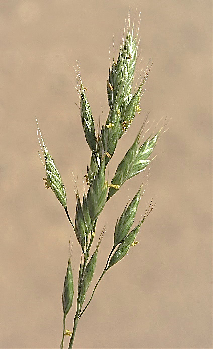 Inflorescence : panicule, ovoïde à rameaux restant dressés, à pédoncules plus courts que les épillets.