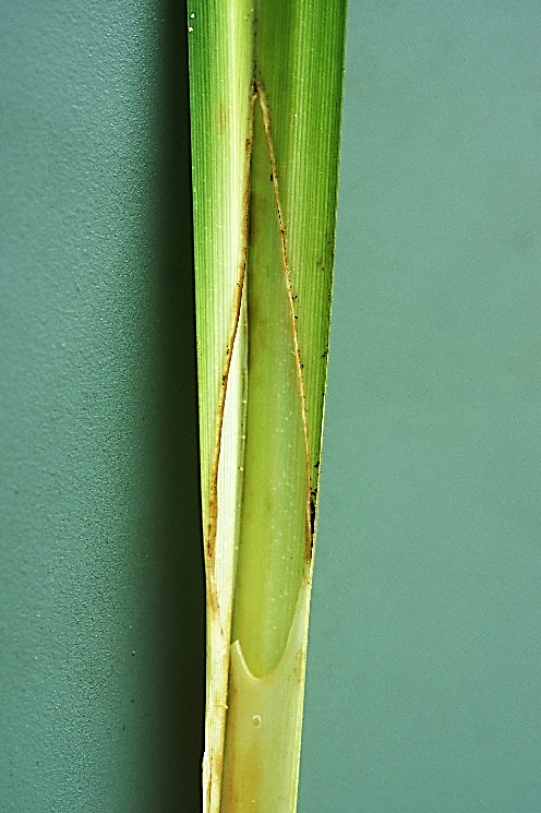 Ligule allongée et pointue.