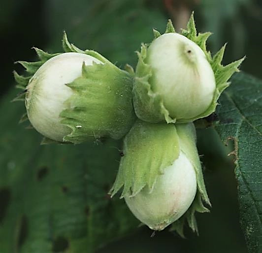 Fruits : nucules, entourées de bractées à marges découpées.