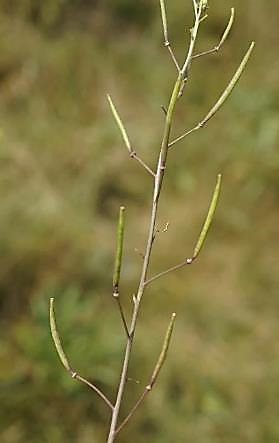 Fruits : siliques, longues de 20 - 60 mm, s'ouvrant à maturité, écartées de l'axe et portées par des pédoncules plus courts qu'elles.