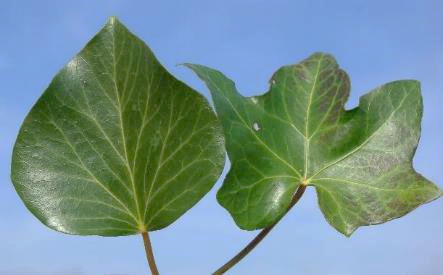 Feuilles épaisses coriaces et luisantes. Celles des rameaux fertiles entières, lancéolées (à gauche), celles des rameaux stériles à 5 lobes (à droite).