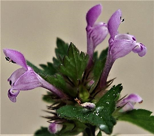 Inflorescence : cyme verticillée rapprochée du sommet de la tige, à 3 - 5 fleurs purpurines, à tube de 7 - 12 mm dépassant à peine les sépales.