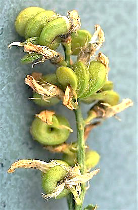 Fruits : gousses, faisant 1 - 3 spires lâches, laissant un trou au centre.