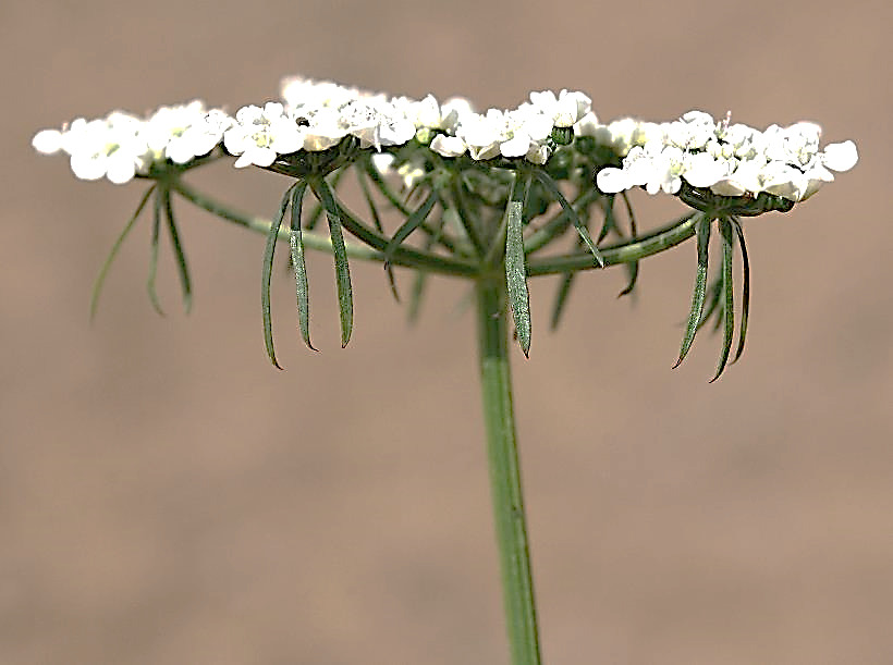 Involucelles à 3 - 5 bractéoles inégales, pendantes à maturité.