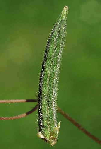 Fruit : capsule, pubescente.