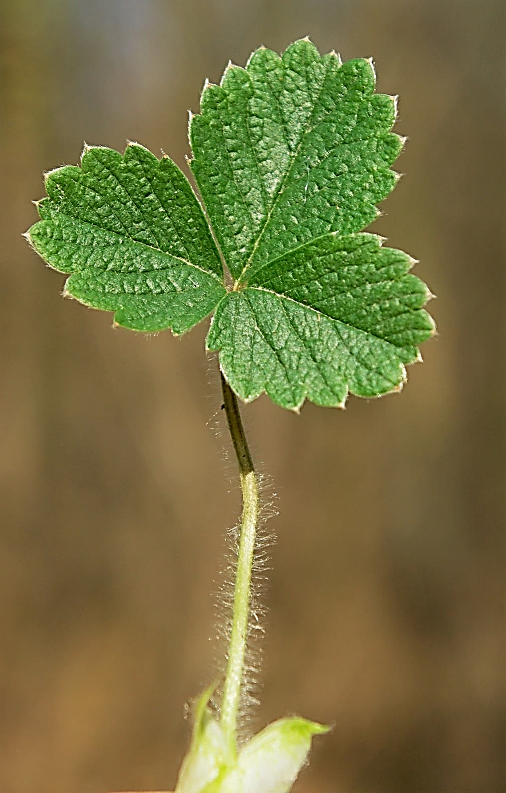 Pétiole de la feuille à poils mous étalés.