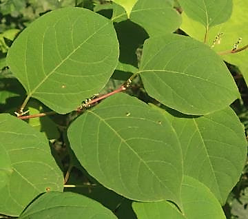 Feuilles aussi larges que longues (10 - 20 cm), nettement tronquées à la base.