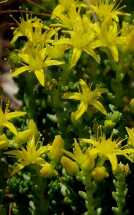 Inflorescence : cyme, condensée, terminale.