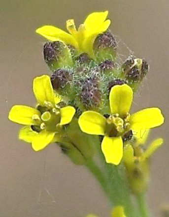 Inflorescence : grappe, formée de petites fleurs jaunes (Ø 3 - 4 mm).