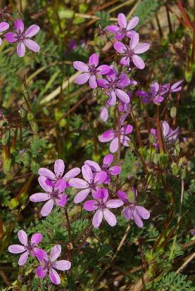 Fleurs à 5 pétales allant du blanc au rouge, non contigus, égaux ou un peu inégaux.