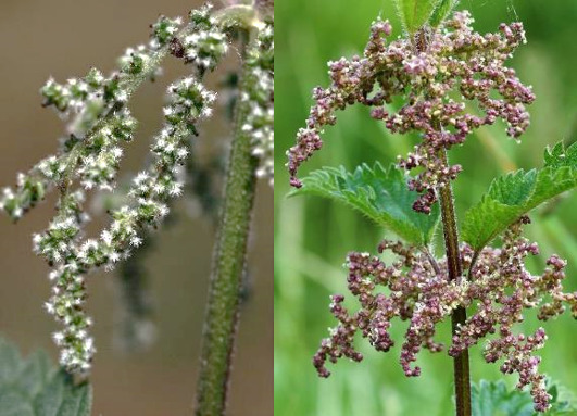 Plante dioïque (d'où le nom d'espèce). Inflorescence : grappes axillaires, pendantes (femelle à gauche, mâle à droite).