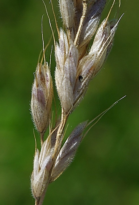 Epillets longs de 8 - 20 mm, épais, en général velus.