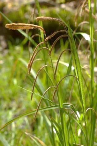 Inflorescence : 1 épi mâle terminal surmontant 2 - 7 épis femelles pendants (d'où le nom d'espèce), très allongés (5 - 15 cm), cylindriques.