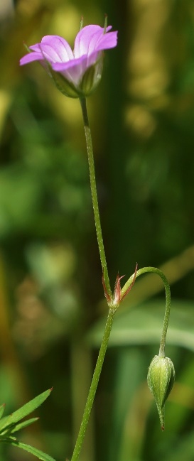 Inflorescence : cyme à 2 fleurs sur un pédoncule long et grêle, dépassant largement les bractées.