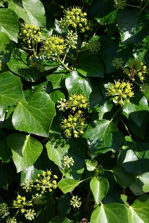 Inflorescence : grappe d'ombelles.