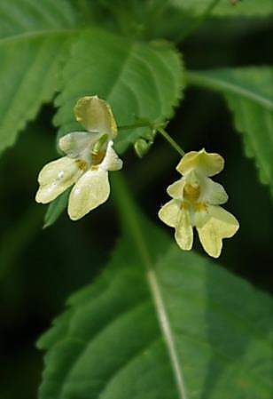 Inflorescence : grappe lâche de fleurs petites (longues de 1 - 1,5 cm), jaune pâle.