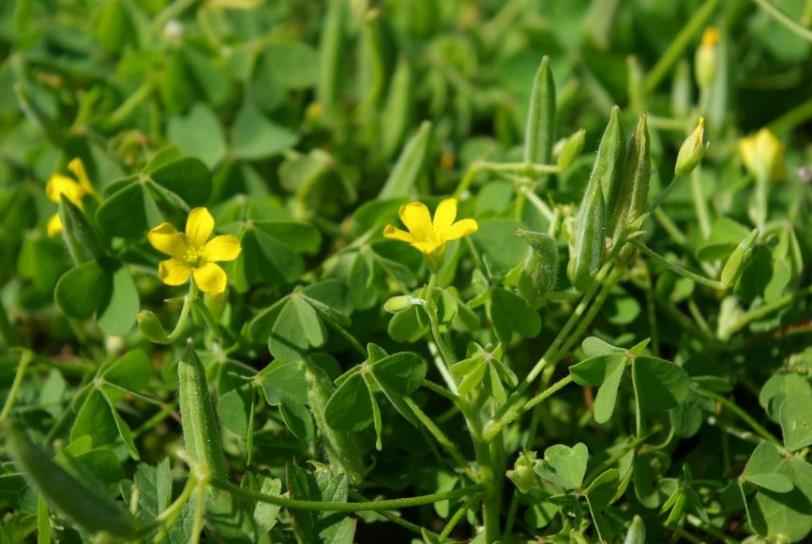 Oxalis de Dillenius