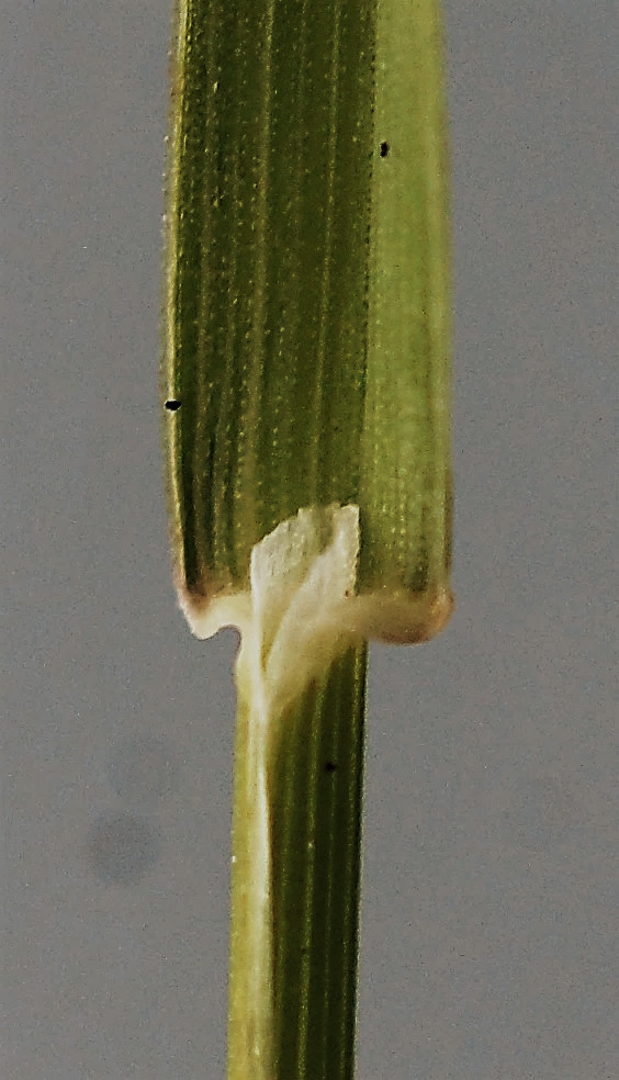 Ligule courte (1 - 2 mm).