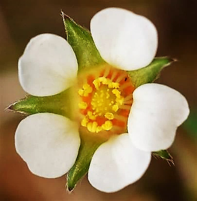 Fleurs par 1 - 3, petites (Ø 8 - 12 mm). Pétales blancs espacés, égalant les sépales, à légère encoche arrondie à l'extrémité.