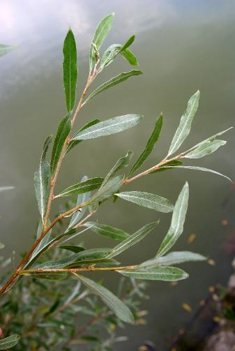 Feuilles lancéolées à pointe effilée, finement soyeuses sur les deux faces, surtout l'inférieure.