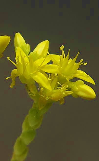 Fleurs jaune vif à pétales aigus.