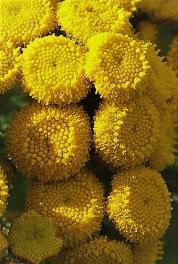 Capitules jaunes, denviron 1 cm de diamètre, à fleurs toutes tubulées.