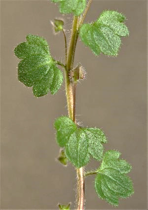 Bractées à 3 - 5 lobes, le central nettement plus grand.