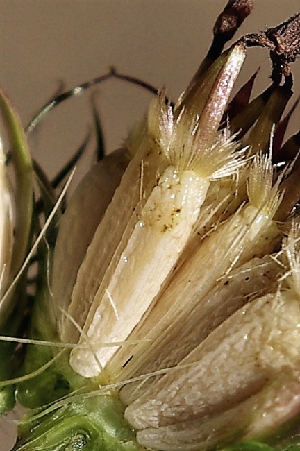 Fruits : akènes, rugueux, longs de 5 - 6 mm. Aigrette blanc brunâtre, longue de 1 - 3 mm.